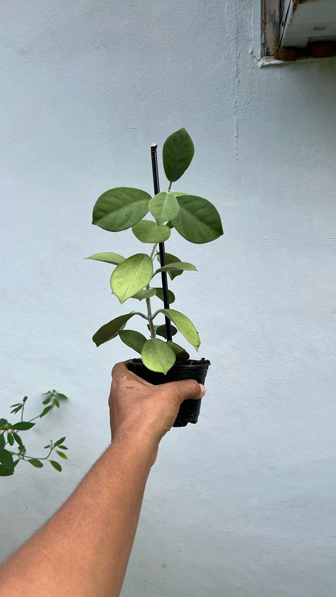 Hoya Pachyclada Available 4”