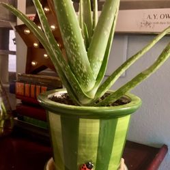 Ladybug Potted Aloe Vera