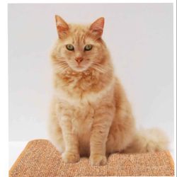 Cat Scratching Pads for Couch Sisal Mat Sofa Cushion Sisal Cat Scratcher 15.7×11.8×0.2