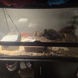 Reptile 