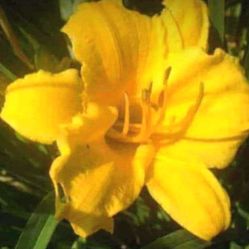 Pretty Golden Daylily Perennial Plants 