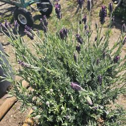 Lavender