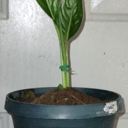Peace Lily Plant 
