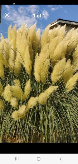 Tall And Full PAMPAS GRASS