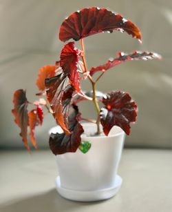 No ID Begonia in White Plastic Planter