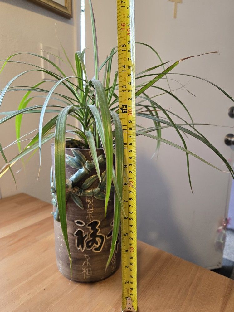 Plant