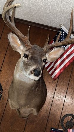 Large white tail deer head