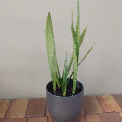 Snake plant needs to be planted in ground or bigger flower pot