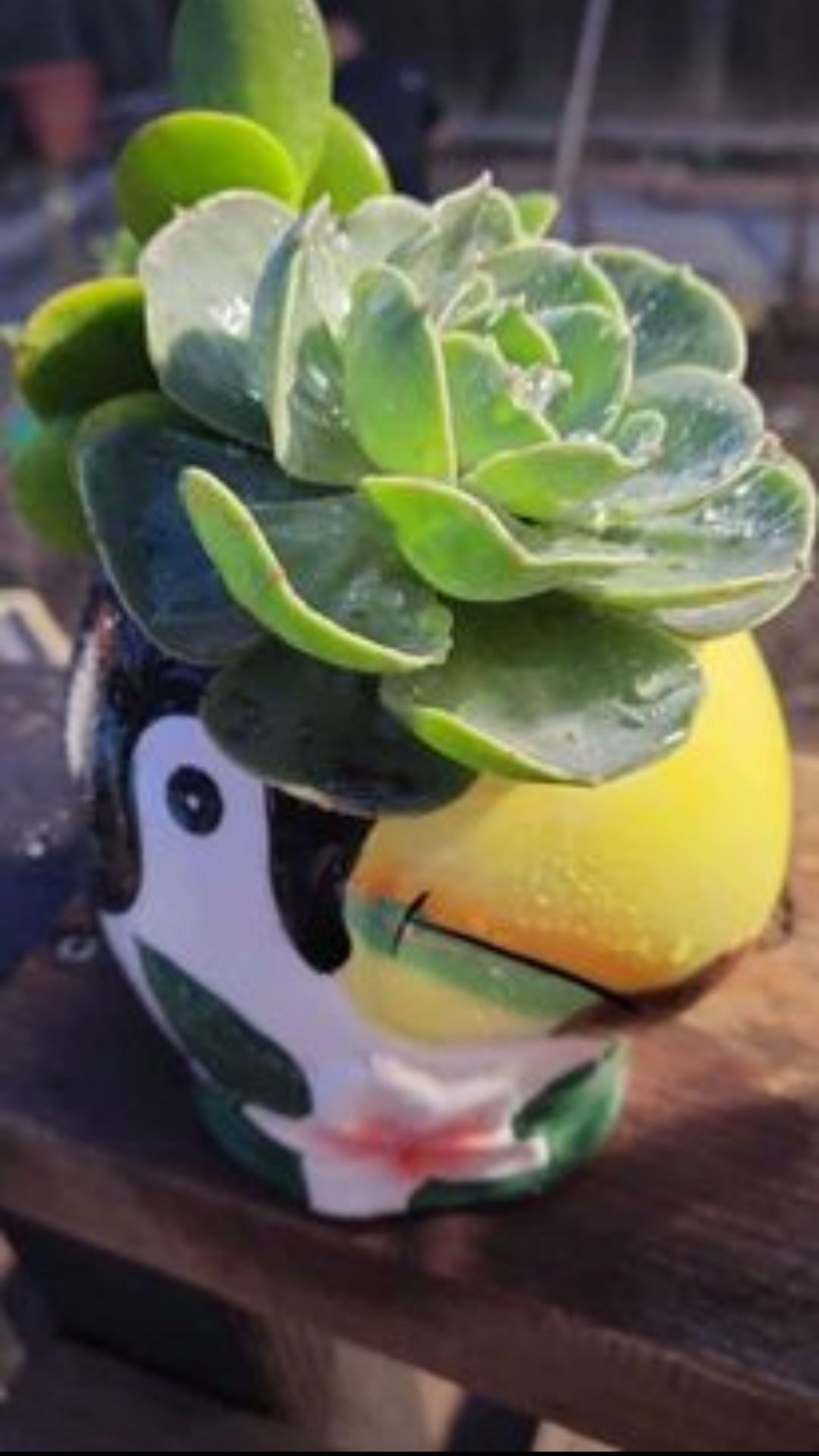 Beautiful Potted Succulent Plants