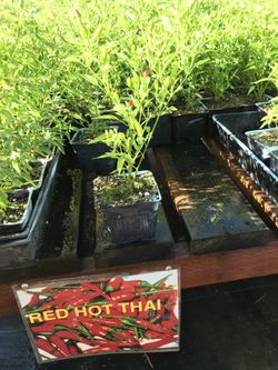 We have a good variety of 🌶 Peppers (Serrano, Thai, Bell Pepper, Habanero, Ghost ,De Árbol, Jalapeño, Piquin , Black cobra)