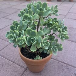 Large Beautiful Succulent Flower Bonsai In Pot Home Patio Yard Garden Lawn