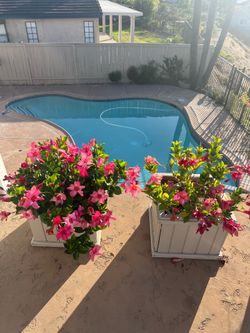 Pink Mandevilla plants in painted planter box