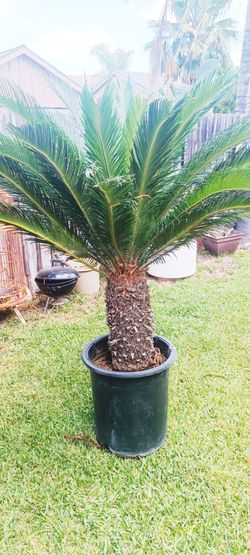 5 Ft. Potted Sago Palm /Palma 5 Pies