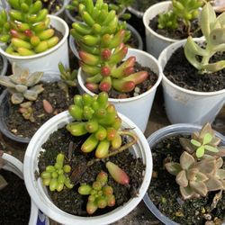 Succulents In Small Pots 