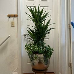 Beautiful Triple Yucca 