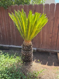 Sago Palm