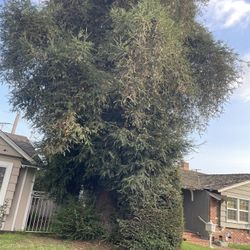 STUMP GRINDER TRIMMING@