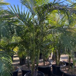 King Palm Trees