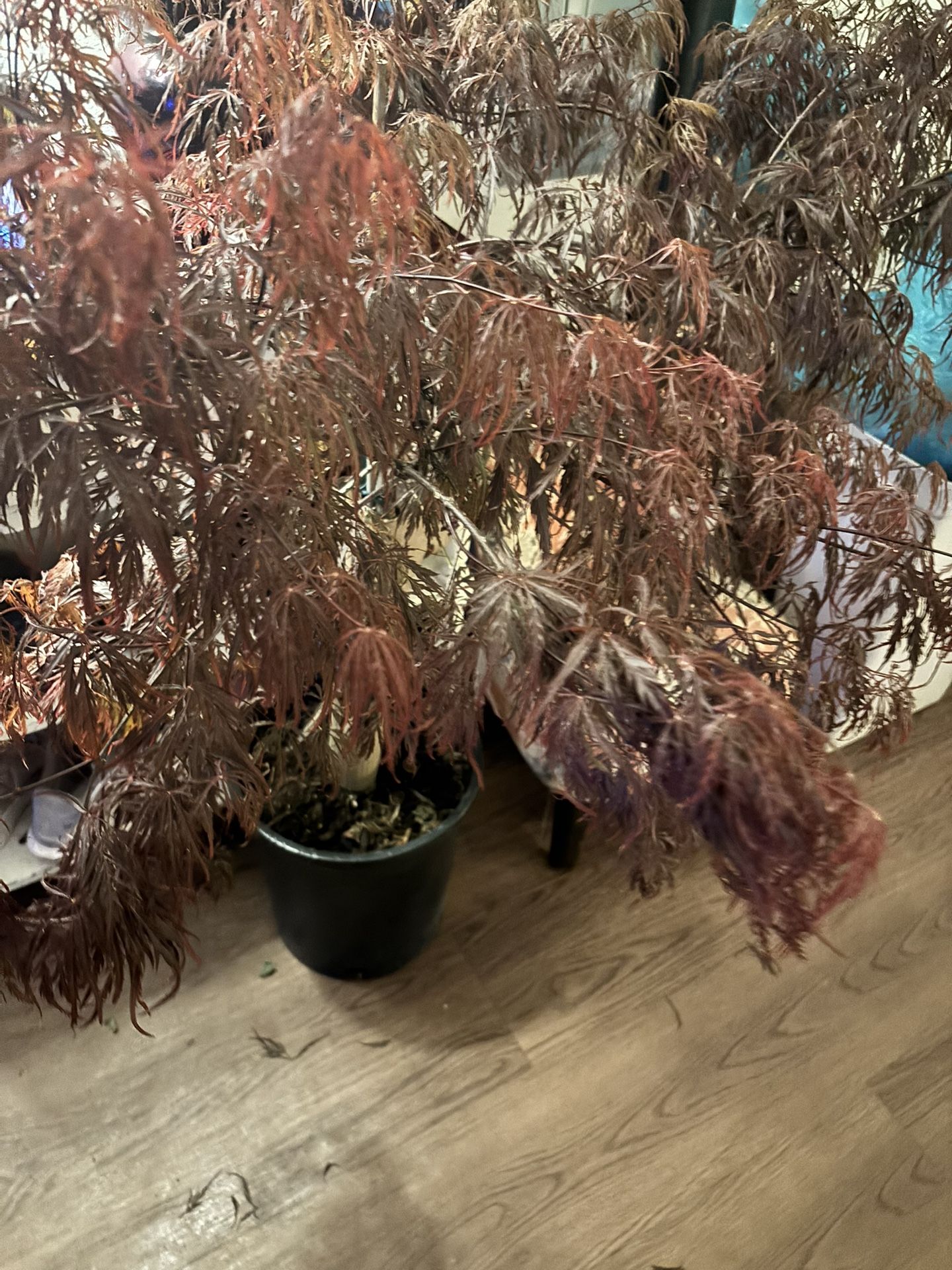 What Is Japanese maple
