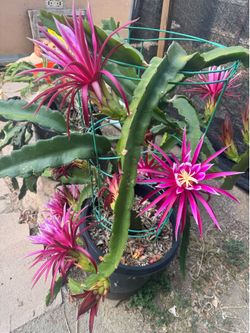 dragon fruit plant (2 varieties )