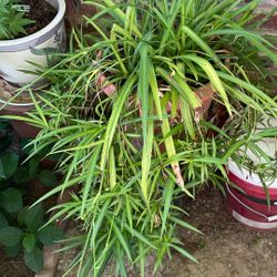 Spider plant