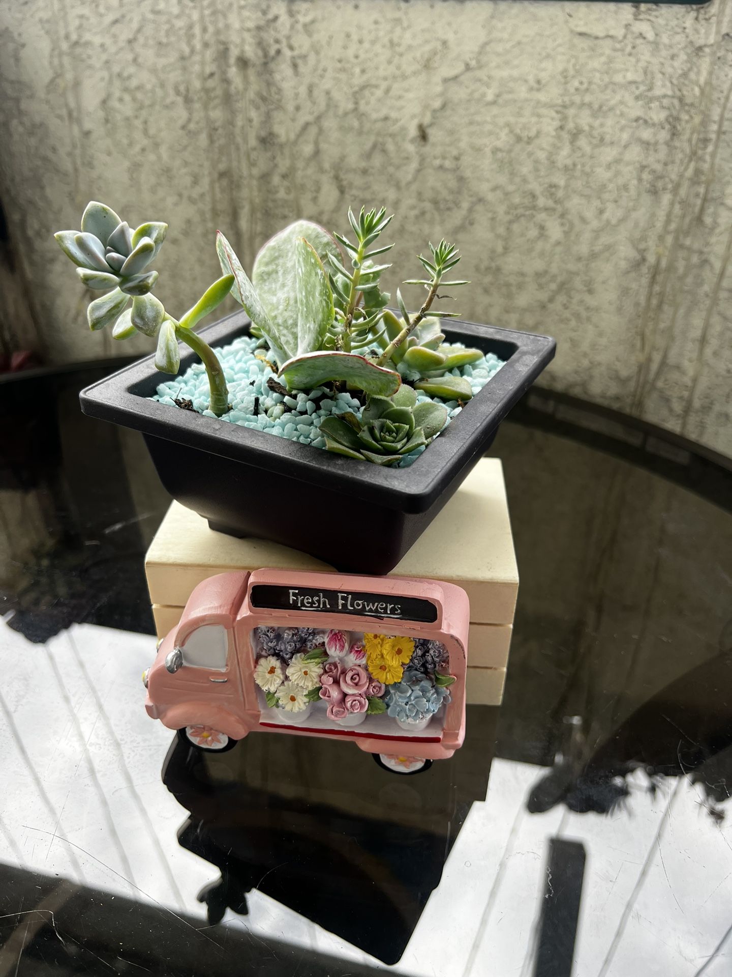 Succulent Arrangement