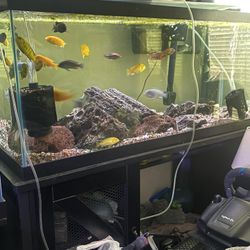 75 Gallon Fish Tank And Stand 