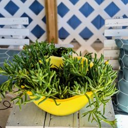 Full Sun Malephora Crocea Succulent Plant $ 5