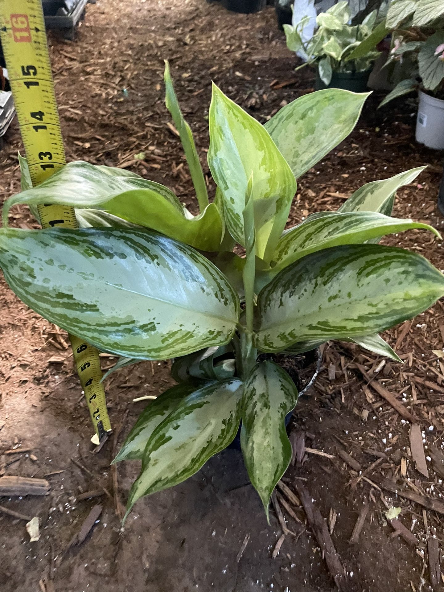 6” Pot Aglaonema Silver Bay, Chinese Evergreen, Low Light, Low Maintenance Indoor Plant, 95820