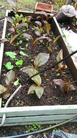 Canna Lily Plant