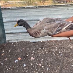 Pair Of Male And Female Duck