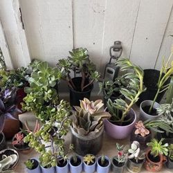 Moving Out Plants Sale! 🌱🌱🌱