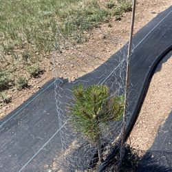 Young Tree with Protective Wire