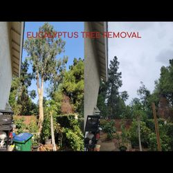 Trees