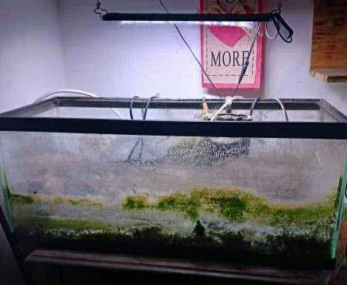 20 Gallon Fish Tank Set up