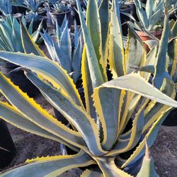 Agave Blue America Variegated
