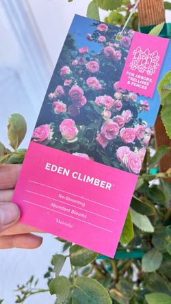 🌹 PINK EDEN CLIMBING ROSE — 15 GALLON 🌹