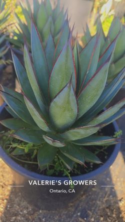 Agave Blue Glow 