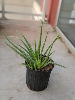 Aloe vera plant