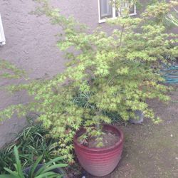 Green Japanese Maples beautiful well rooted trees ready to plant before it starts getting to warm