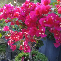 Gorgeous Bougainvillea Bonsai Tree $110💖