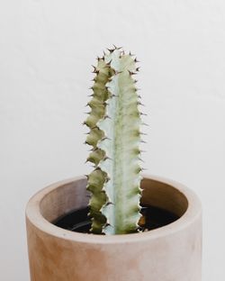 Euphorbia ammak verigata Veriegated Light green cactus 8.5” tall