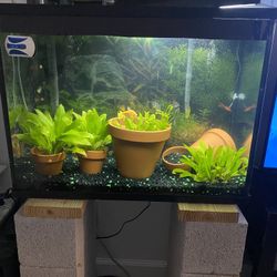 Full Cycled 37 Gallon Aquarium Set Up. 
