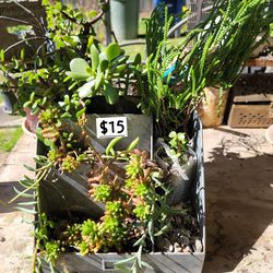 Old Vintage File Box filled with succulents