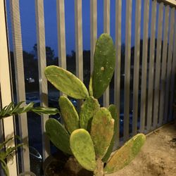 Cactus Plant