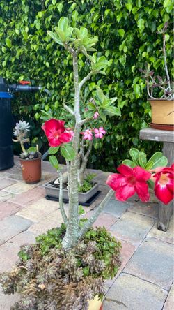 Rose 🌹 with Succulents