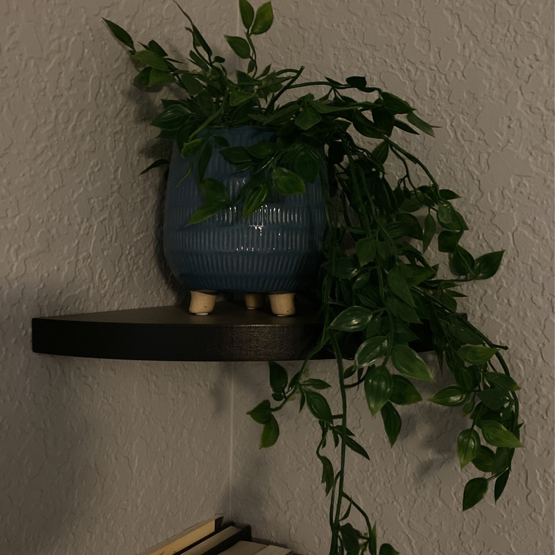 Little plant