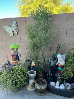 $25 Fire stick 6’ tall, 3 for $5 Aleo Vera,$5 Mexica Palm,
