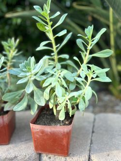 Calandrinia Grandiflora 4” Pots