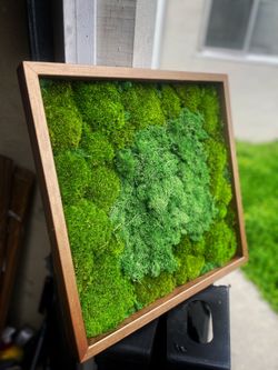 Beautiful Moss Wall Art